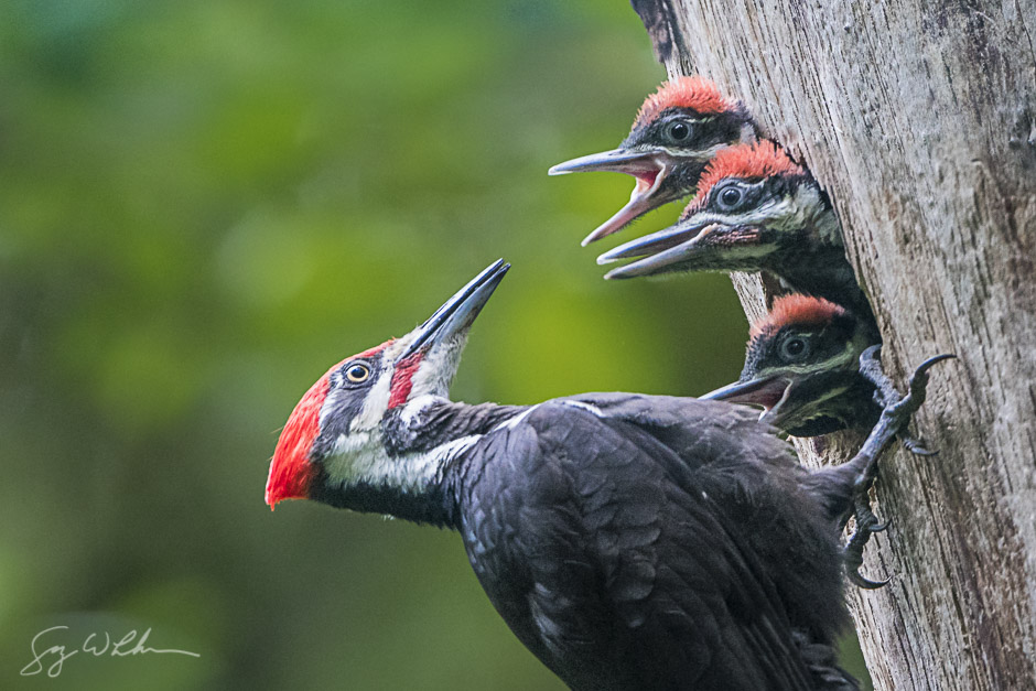 Male Pileated Woodpecker and chicks. Sony a6300, 500 f/4L, 1/250s, f/5.0, ISO3200