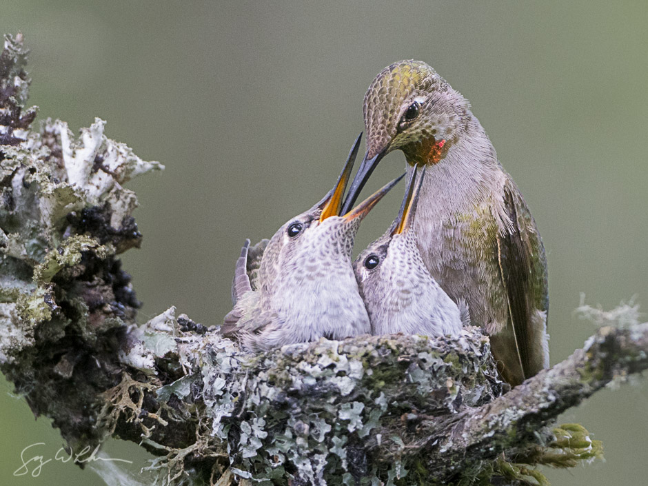 Anna's Hummingbird feeding young. Sony a6300, 500 f/4L, 1/400s, f/5.6, ISO3200