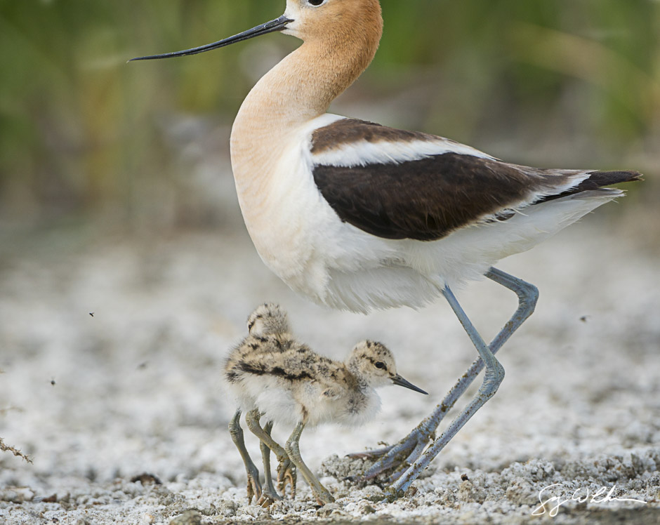 American Avocet and chicks. Sony a6300, 500 f/4L, 1/1600s, f/5.6, ISO800