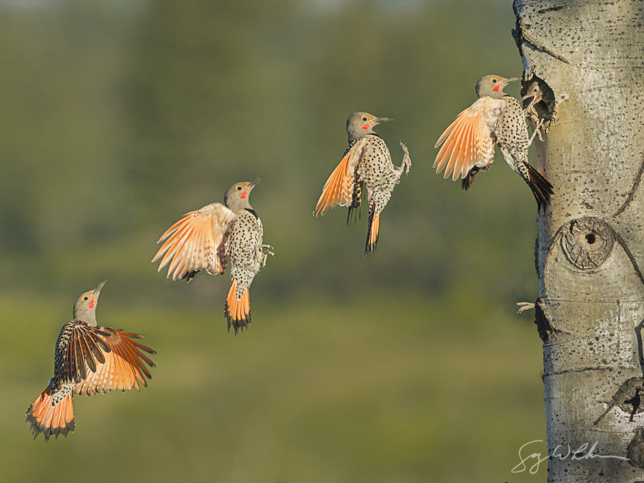 Male Northern Flicker. Sony a6300, 500 f/4L, 1/4000s, f/7.1, ISO3200