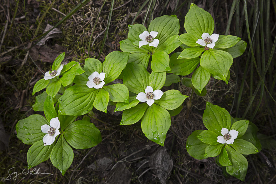 Bunchberry. Canon 5D III, 24-105 f/4L, .5s, f/11, ISO100