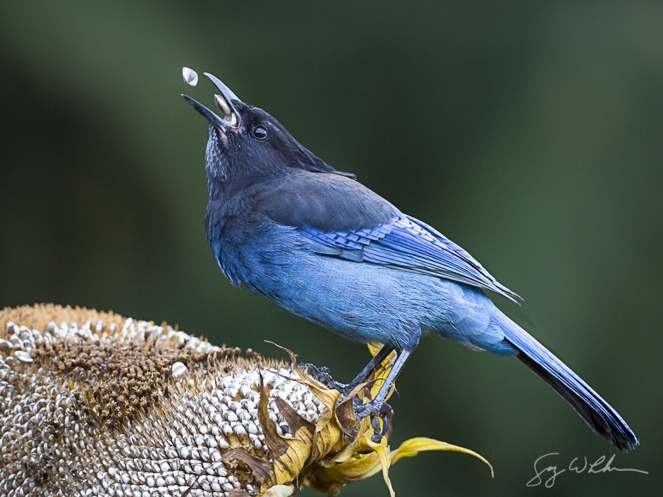 Stelller's Jay. Sony a6300, 500 f/4L, 1/1250s, f/5.6, ISO1600