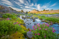 Lewis Monkeyflower; Paradise River.