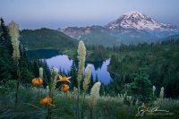 Bear Grass and Lily