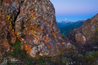 Lichen on Blue Mt.
