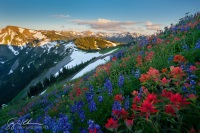 Indian Paintbrush