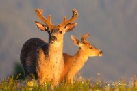 Blacktail Buck
