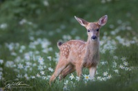 Fawn