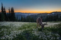 Buck and Lilies