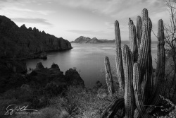 Organ Pipe Cactus, Isla Danzante