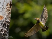 Female Williamson's Sapsucker