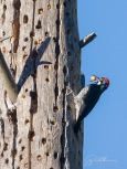 Male Acorn Woodpecker at grainary