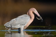 Reddish Egret Fish