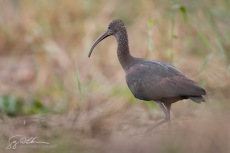 Glossy Ibis, Florida