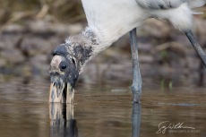 Stork Snap