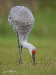 Sandhill Crane II