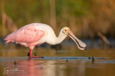 Spoonbill