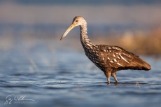Limpkin II