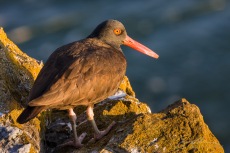 Black Oystercatcher Sunset