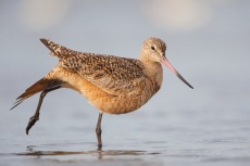 Marbled Godwit, Elkhorn Slough