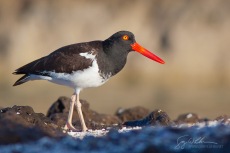 American Oystercatcher, Baja, Mexico