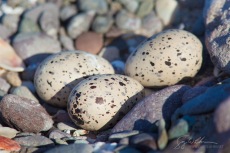 American Oystercatcher Nest