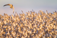 Pursuit, Northern Harrier attacks Dunlin Flock