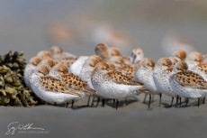 Western Sandpipers Windscreen