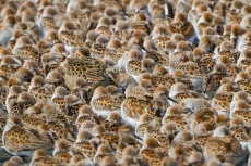 Pattern  of Shorebirds