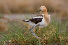 American Avocet Nest