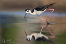 Black-necked Stilt Foraging