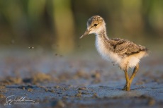 Black-necked Stilt Chick Foraging