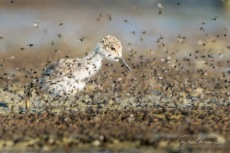 Black-necked Stilt Chick Bug Swarm