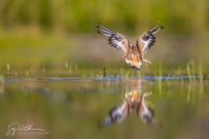 Killdeer Wings