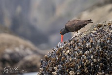 Black Oystercatcher Foraging