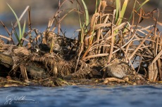 Common Snipe III