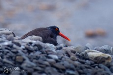 Black Oystercatcher Nest