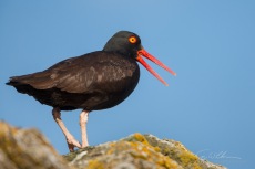 Black Oystercatcher Vocalizing