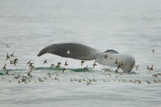 Fall Migration in June: Female Red-necked Phalaropes Forage with Humpback Whale