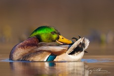 Preening