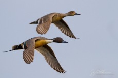 Duck Stamp