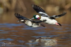 Synchronized Flight
