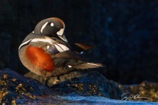Preen