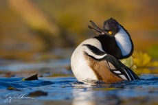 Hooded Merganser Display