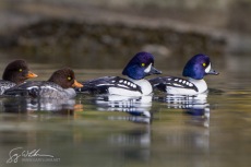 Barrow's Goldeneye Flock