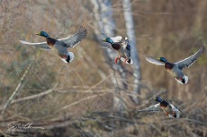 Male Flock