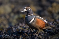 Mussel Beach