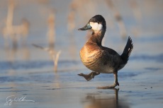 Ruddy Strut