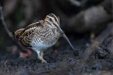 Wilson's Snipe