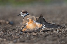 Killdeer Distraction Display